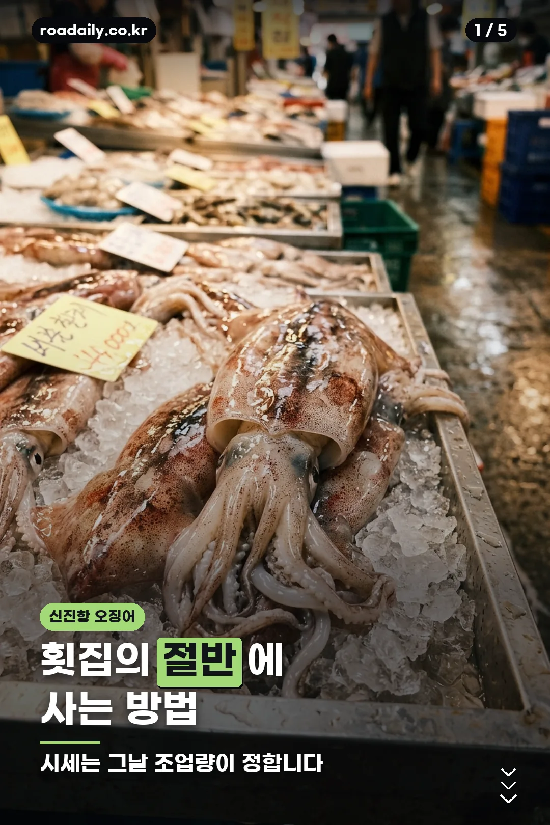 신진항 오징어 시세 안내 카드 1