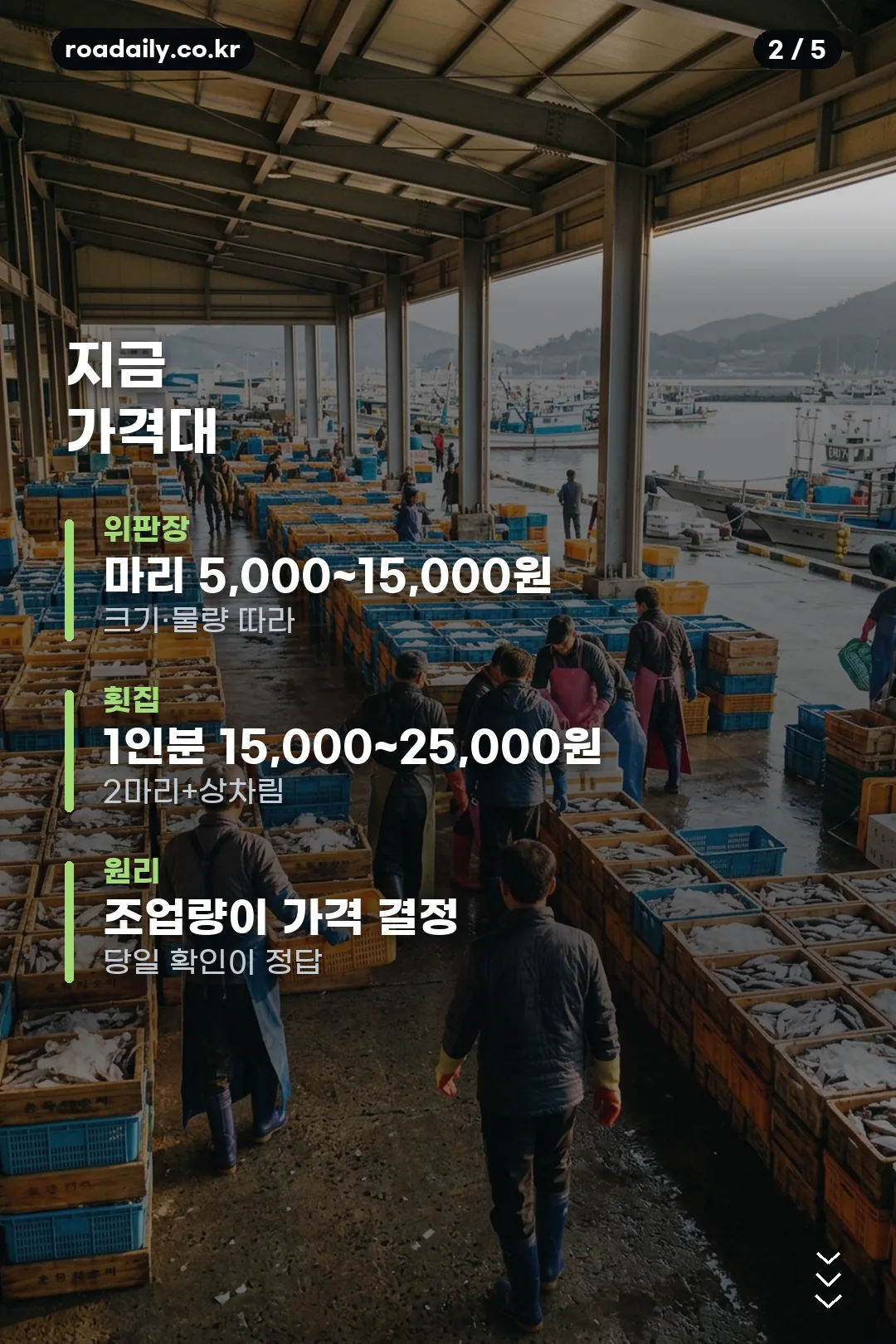 신진항 오징어 시세 안내 카드 2