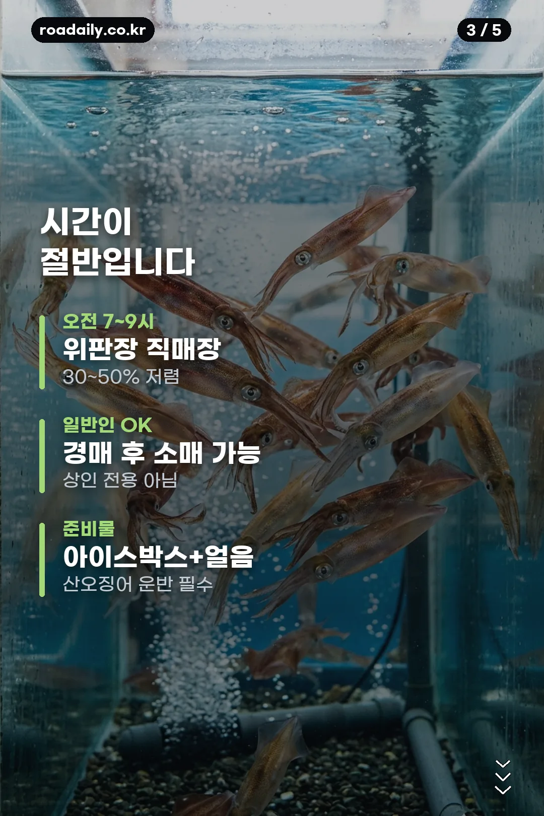 신진항 오징어 시세 안내 카드 3