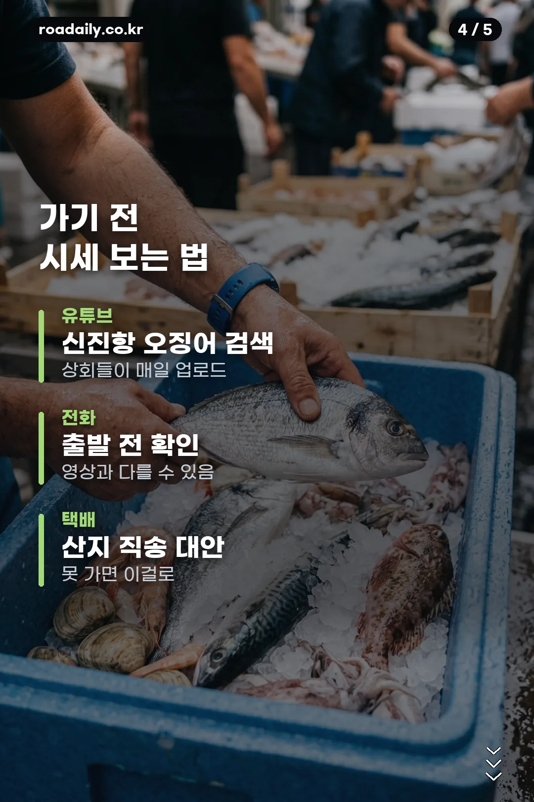 신진항 오징어 시세 안내 카드 4